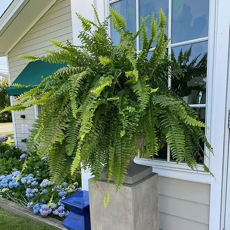 UV resistant lifelike artificial Boston Fern